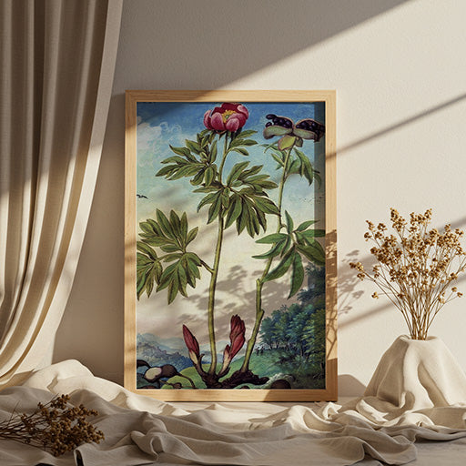 Paeonia mascula | Vintage Botanical Print