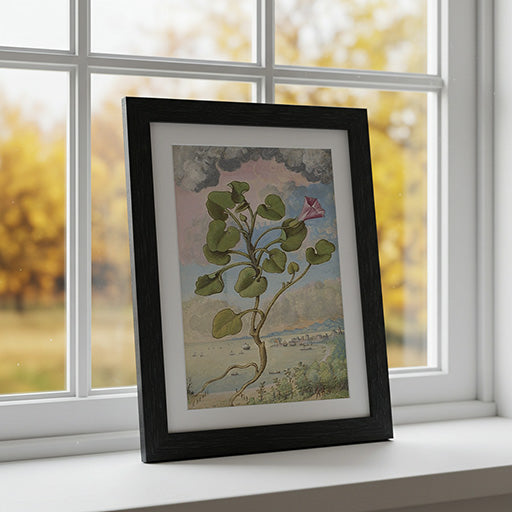Callystegia soldanella | Vintage Botanical Print