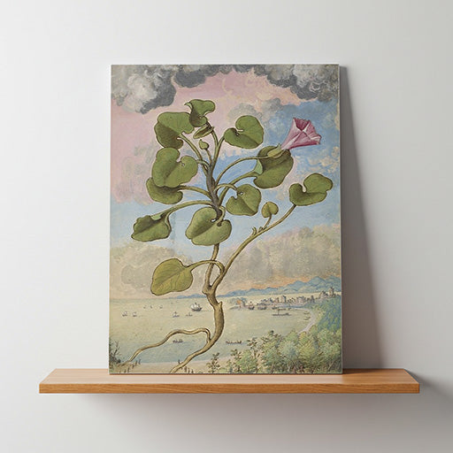 Callystegia soldanella | Vintage Botanical Print