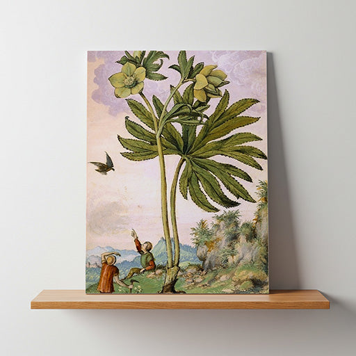 Helleboris viridis | Vintage Botanical Print