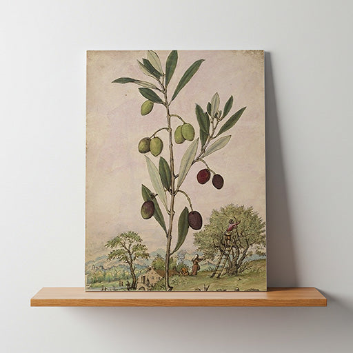 Olea europaea | Vintage Botanical Print