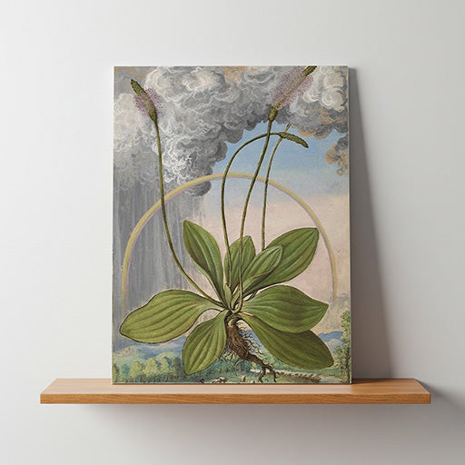 Plantago maior | Vintage Botanical Print