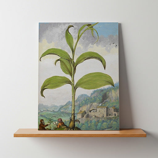 Polygonatum | Vintage Botanical Print