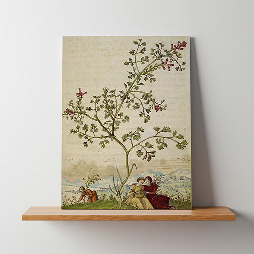 Fumaria | Vintage Botanical Print