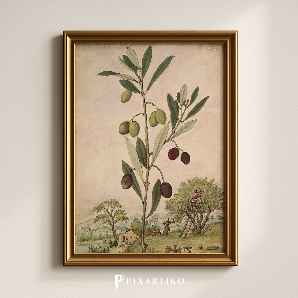 Olea europaea | Vintage Botanical Print