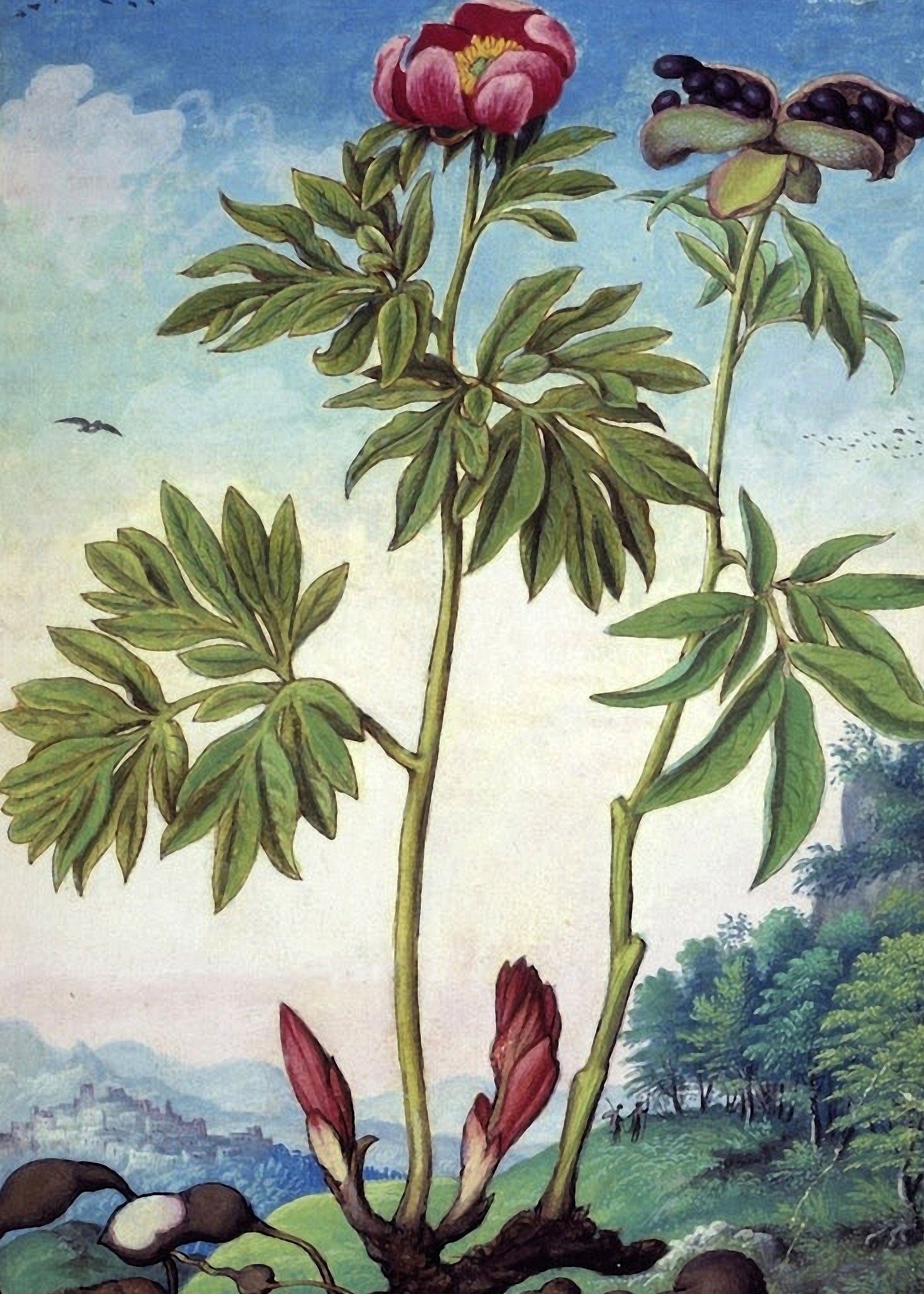 Botanical Prints