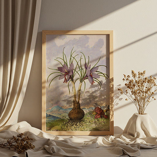 Crocus sativus | Vintage Botanical Print