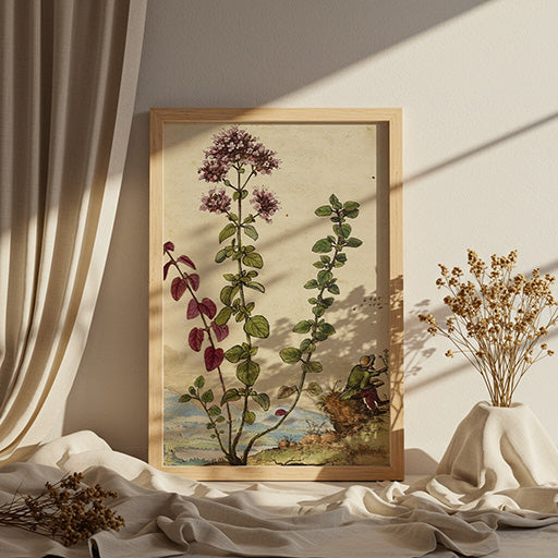 Origanum | Vintage Botanical Print