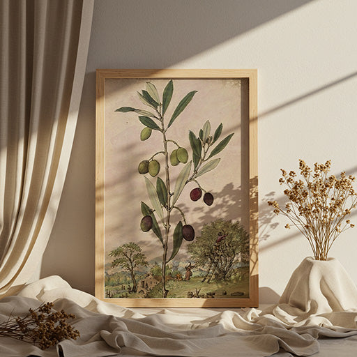 Olea europaea | Vintage Botanical Print