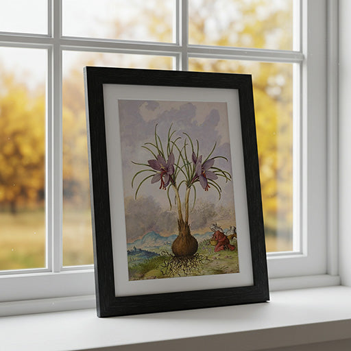 Crocus sativus | Vintage Botanical Print