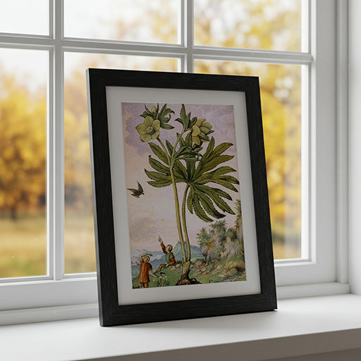 Helleboris viridis | Vintage Botanical Print