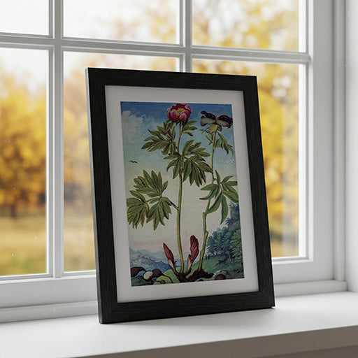 Paeonia mascula | Vintage Botanical Print
