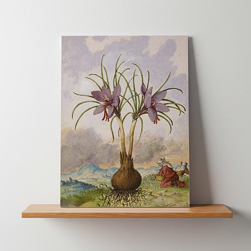 Crocus sativus | Vintage Botanical Print