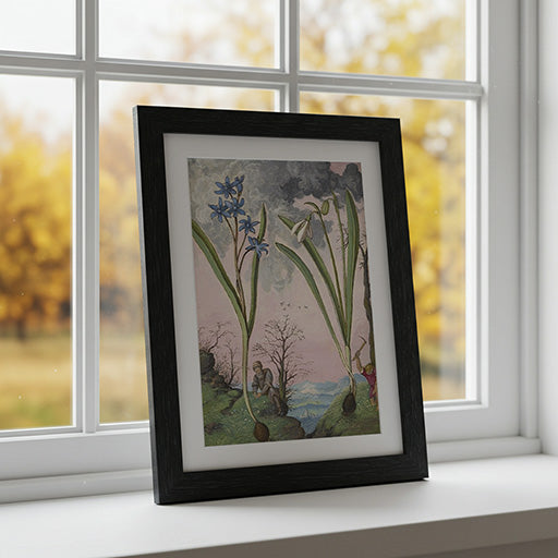 Galanthus and Ipheion | Vintage Botanical Print