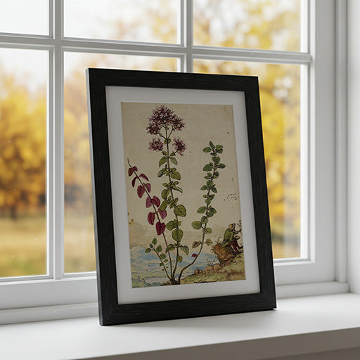 Origanum | Vintage Botanical Print