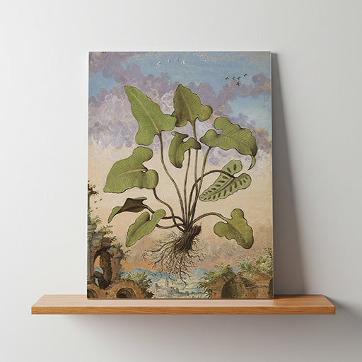 Phyllitis hemionitis | Vintage Botanical Print