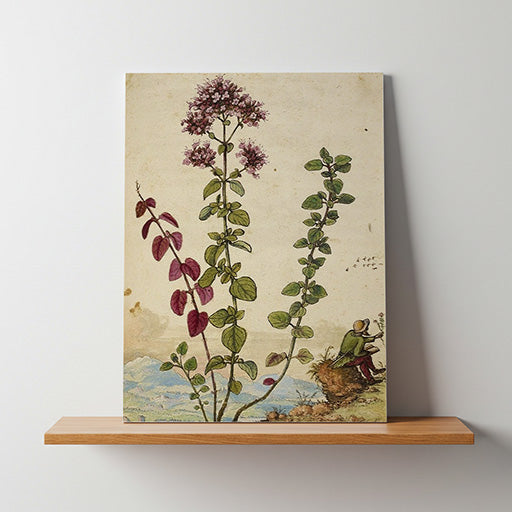 Origanum | Vintage Botanical Print