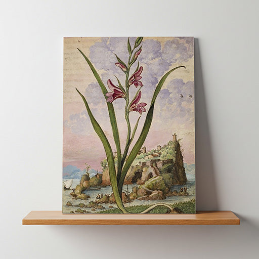 Gladiolus Italicus | Vintage Botanical Print