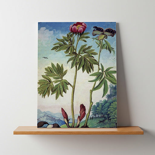 Paeonia mascula | Vintage Botanical Print