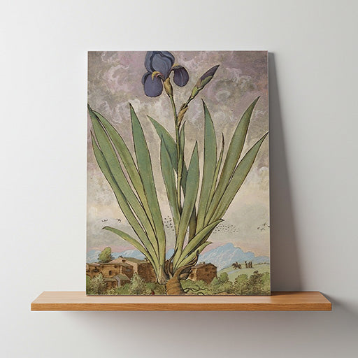 Iris | Vintage Botanical Print