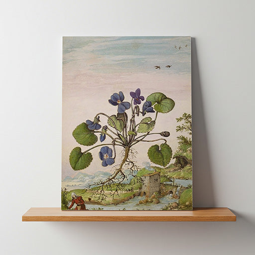 Viola odorata | Vintage Botanical Print