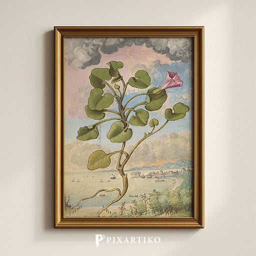 Callystegia soldanella | Vintage Botanical Print