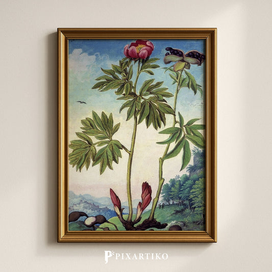 Paeonia mascula | Vintage Botanical Print