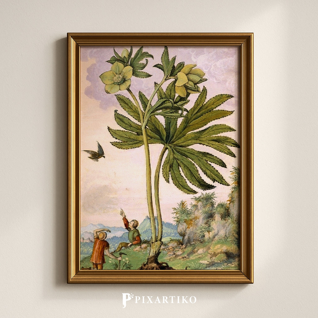 Helleboris viridis | Vintage Botanical Print