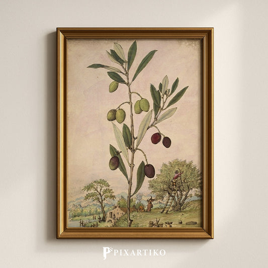 Olea europaea | Vintage Botanical Print