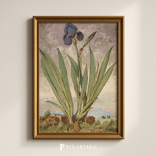 Iris | Vintage Botanical Print