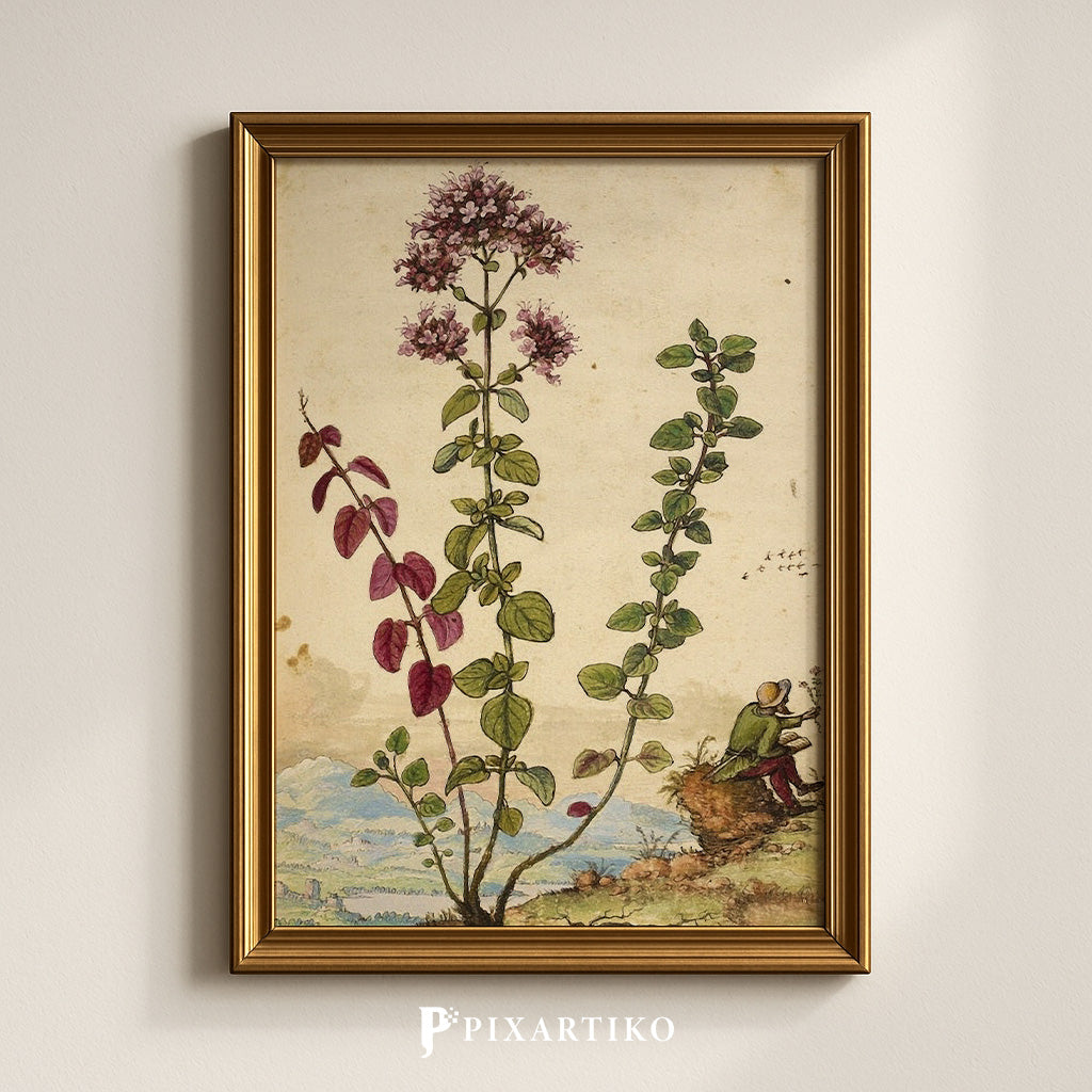 Origanum | Vintage Botanical Print